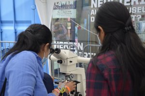 Person look into microscope